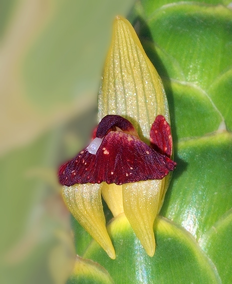 Archivo:Zingiber officinale flower crop.jpg