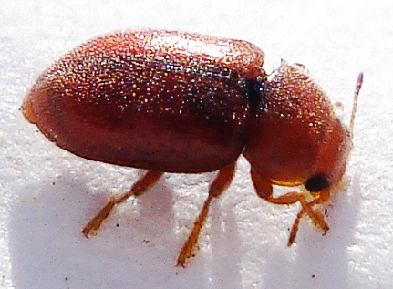 Файл:Coleoptera - Coccidula rufa (2927245243).jpg