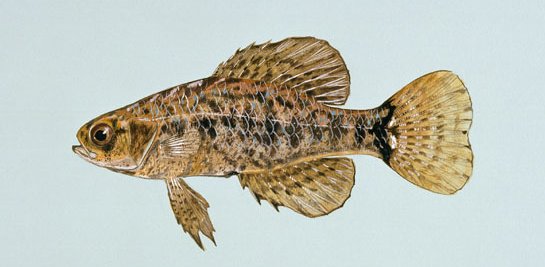 File:Elassoma sp.jpg