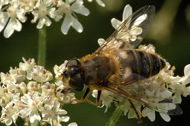 File:Eristalis.pertinax.female.jpg