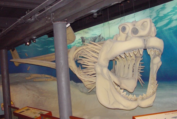 File:Megalodon skeleton.jpg