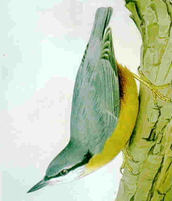 File:Nuthatchsm.JPG