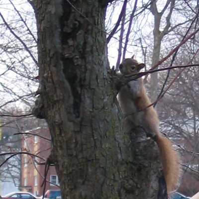 File:Red squirrel 400px.jpg