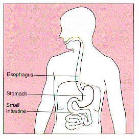 diagram of the stomach