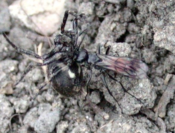 File:Anoplius viaticus.jpg