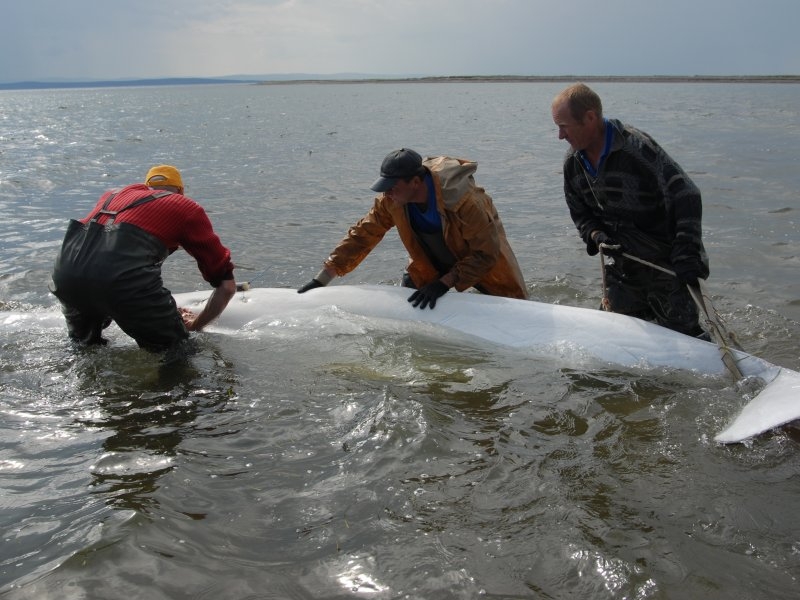 File:Beluga premier.gov.ru-8.jpeg