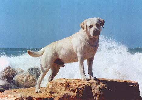 File:Labradorretriever9b.jpg