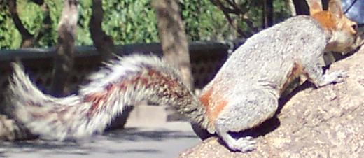 File:Mexicanredbelliedsquirrel3.jpg