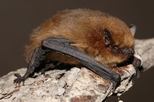 Файл:Pipistrellus pygmaeus01.jpg