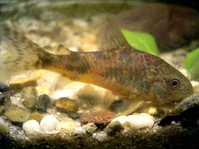 File:Corydoras paleatus by NiKo.jpg