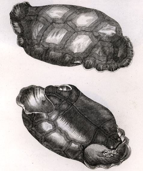 File:Cylindraspis vosmaeri 1792.png