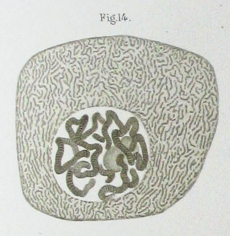 Файл:Flemming1882Tafel1Fig14.jpg