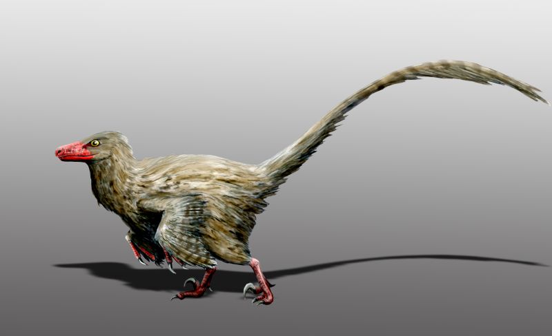 Archivo:Hesperonychus elizabethae.jpg