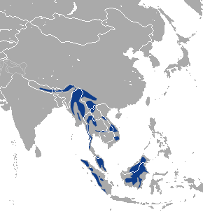 Archivo:Marbled Cat area.png