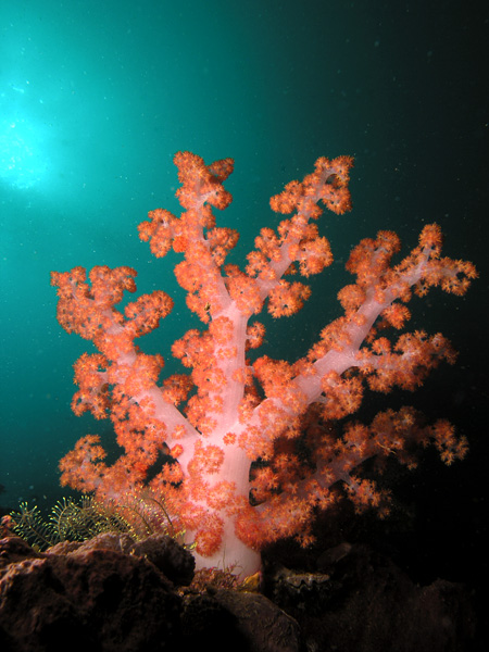 File:Pink soft coral Nick Hobgood.jpg