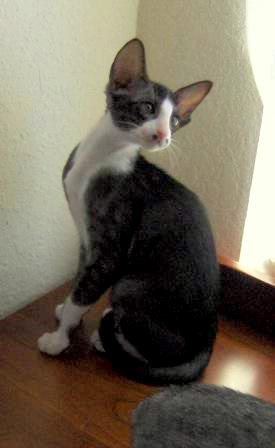 File:Oriental shorthair 20070130 caroline.jpg