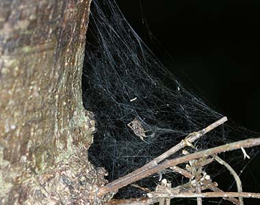 File:Portia.fimbriata.female.in.its.web.-.tanikawa.jpg