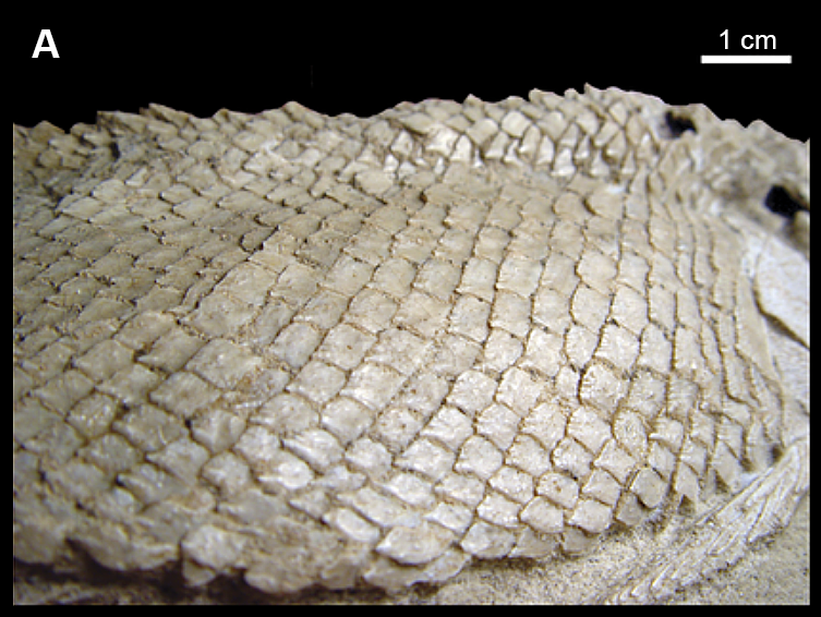 File:Scales of Pliodetes nigeriensis.png