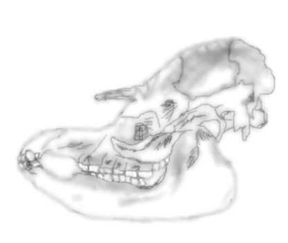 File:Tapirus terrestris skull.jpg