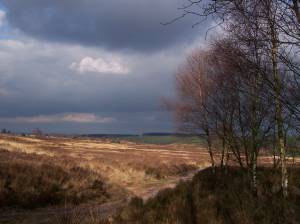 File:Cannock chase 300.jpg