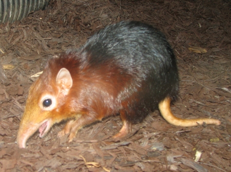 Archivo:Elephant Shrew.jpg