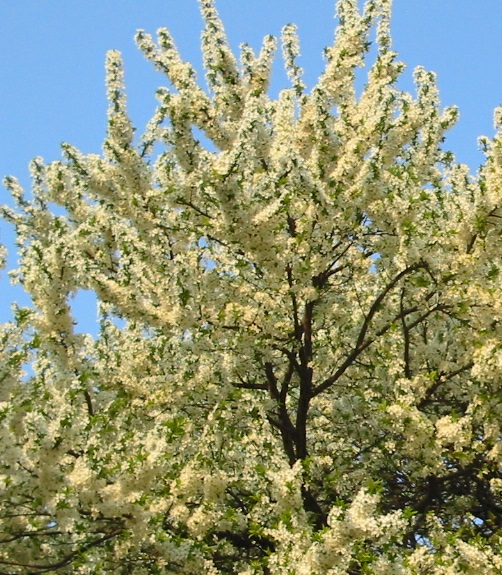 File:Mirabelle tree in blossom.jpg