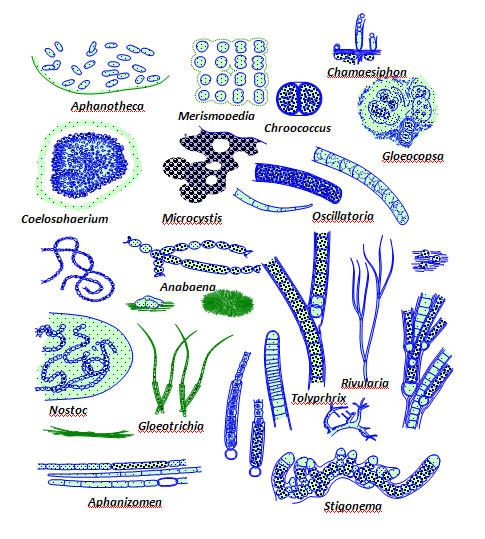 File:Nitrogen-fixing cyanobacteria.png