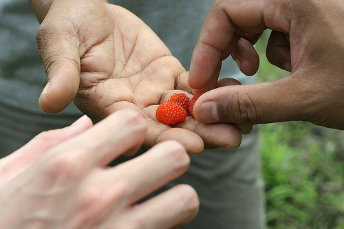 Archivo:Rainforestwildberry.jpg