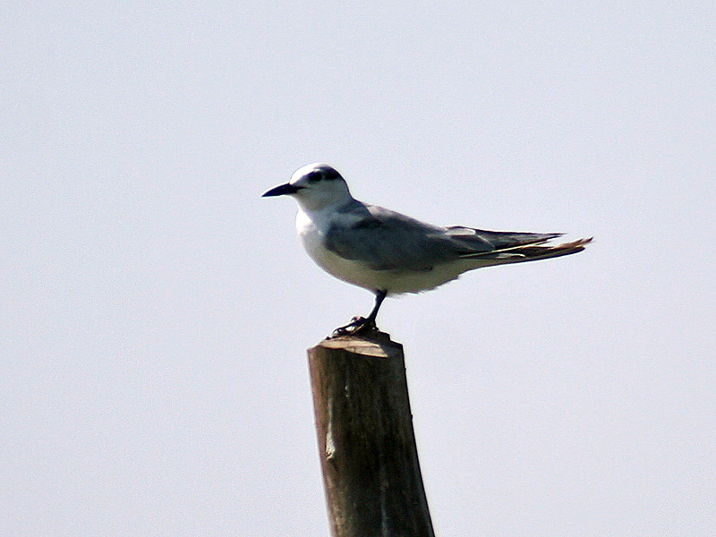 Archivo:Tern in Chilka, Orissa I IMG 9309.jpg