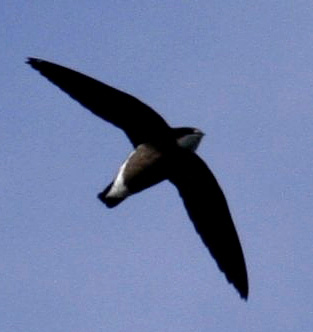 File:White-throated Needletail 09a.jpg