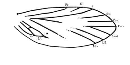 File:Archaeolepis wing venation.jpg