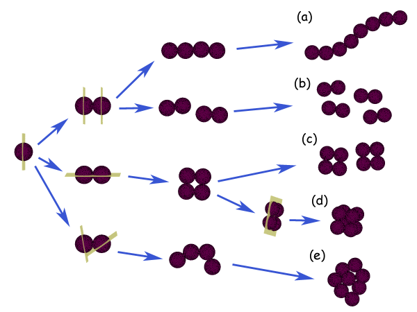 Файл:Cocci arrangement.png