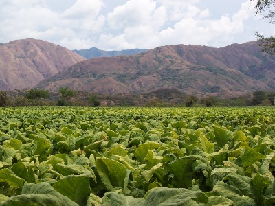 Archivo:Culture-tabac montagne-seche Region-Huila-Colombie.jpg