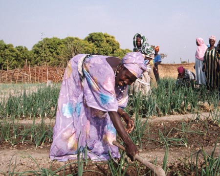 File:Guinea Dinguiraye farmers cooperative.jpg