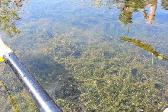 File:Hydrilla in the Mallows Bay–Potomac River National Marine Sanctuary.PNG