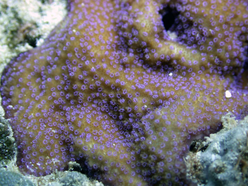 File:Montipora grisea.jpg