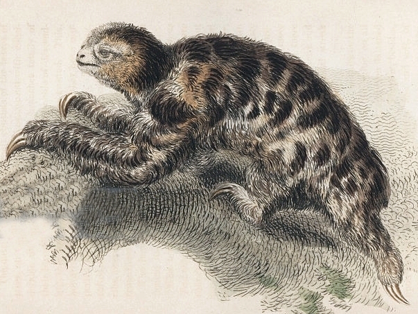 File:Bradypus pygmaeus.jpg