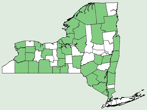 File:Circaea alpina ssp alpina NY-dist-map.png