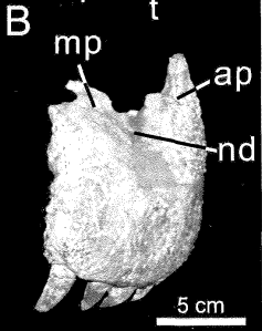 File:Indosuchus premaxilla.png