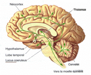 File:Locus-coeruleus.gif