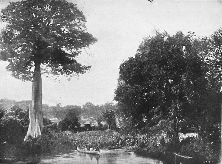 Archivo:Amaran, Benué River-1900.jpg