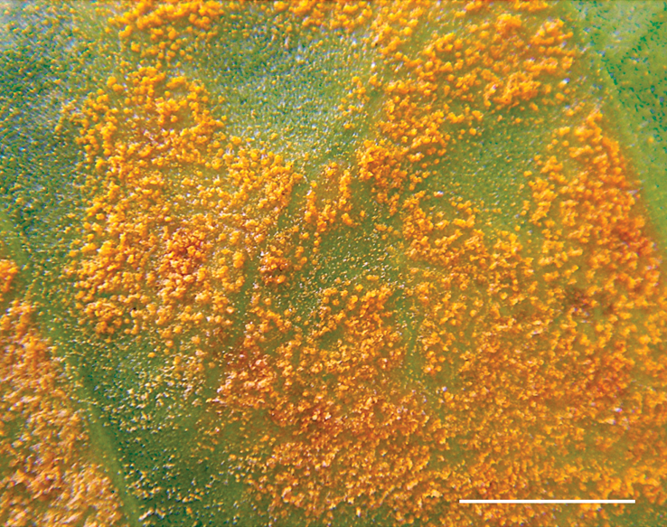 File:Hemileia vastatrix uredinial pustules.png