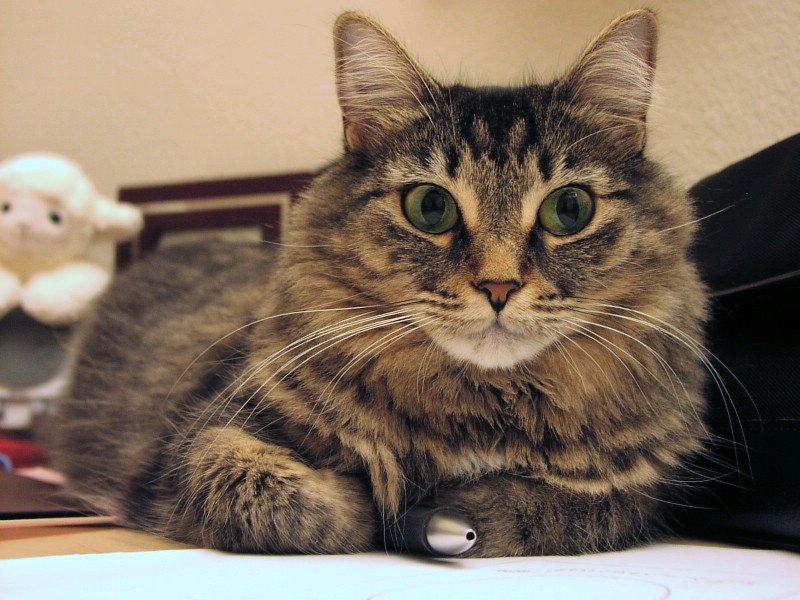 File:Longhair Tabby JaJa.jpg