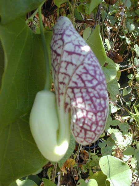 Файл:Aristolochia.littoralis1web.jpg