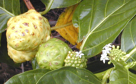 Noni (Morinda citrifolia) plant