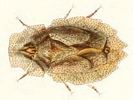 Файл:Phloea corticata.jpg