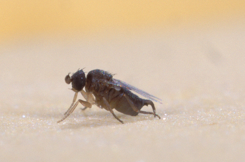 Файл:Phorid fly2.jpg