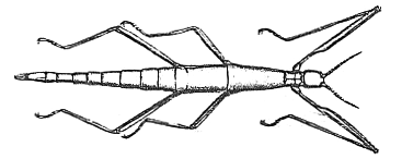 File:Stick insect line diagram.png