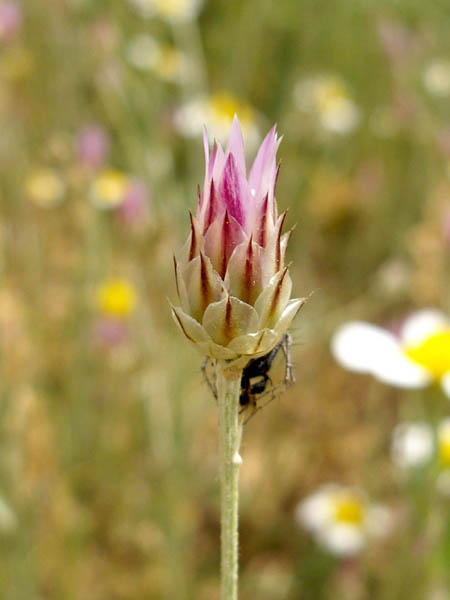 Archivo:Xeranthemum inapertum 2.JPG