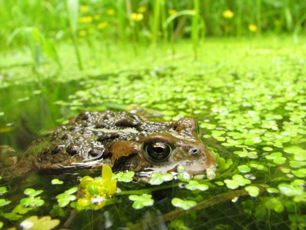 File:Bufo boreas.jpg